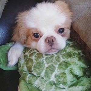 Meet your Posher, Valencia